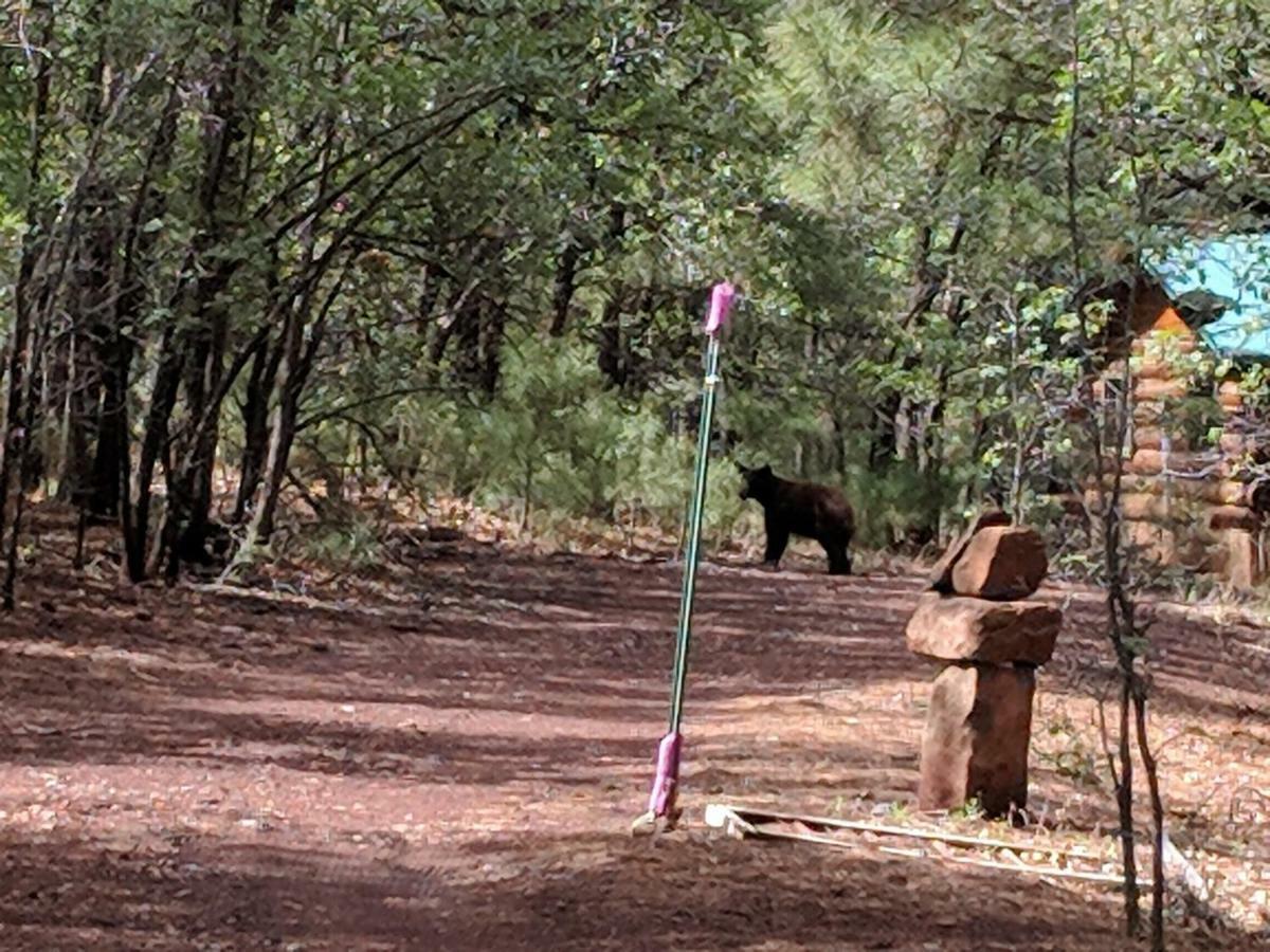 Cozy Cub Log Cabin - Year Round Tranquil Beauty Pinetop-Lakeside Exteriör bild